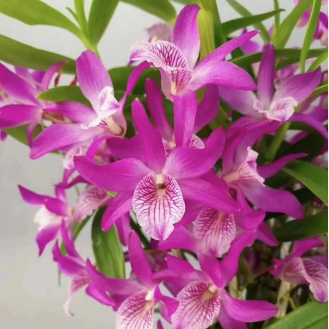 办公室 趣味春石斛《阿卡娜》 美观兰花  红色花