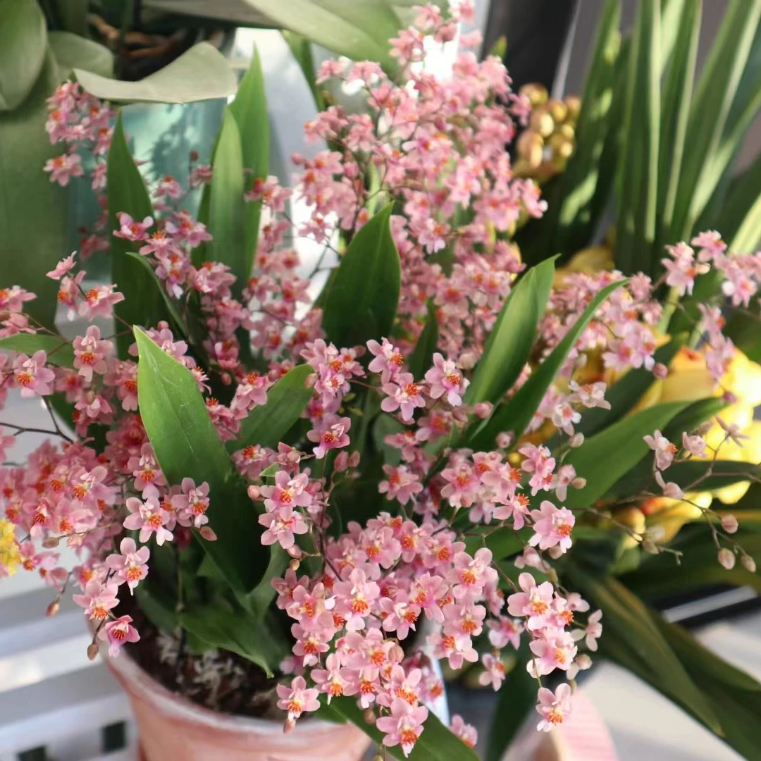 文心兰 梦香兰 《光宗粉》 粉色花  原盆原土 带花苞发货