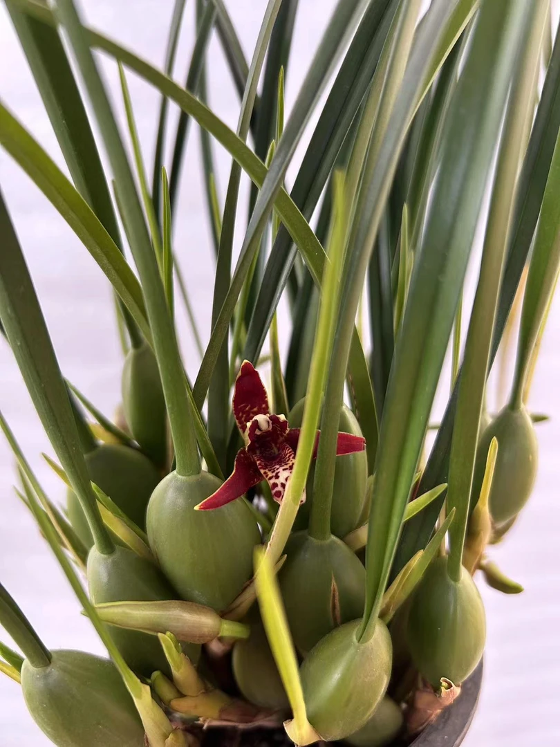 办公室前台茶桌趣味兰花 红色《 咖啡兰》  原盆原土发货