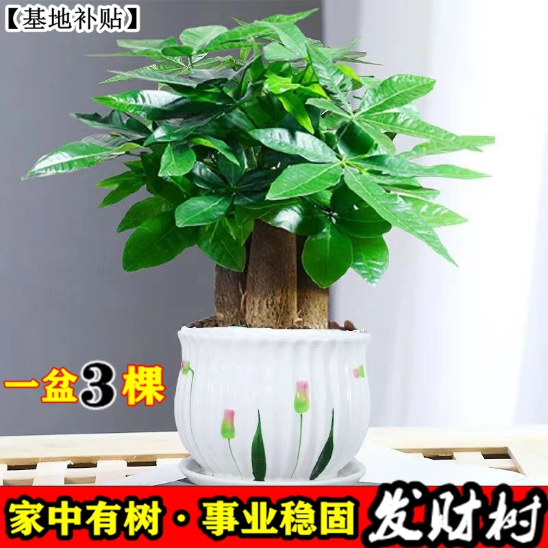 【买一送一】原盆室内花卉绿植盆栽净化空气除甲醛水培好养四季青