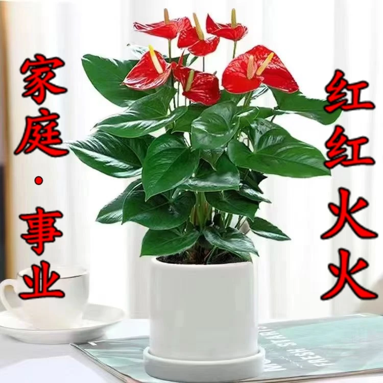 红掌盆栽一帆风顺翠绿养护水培清新花卉绿植年宵花四季开花好养活