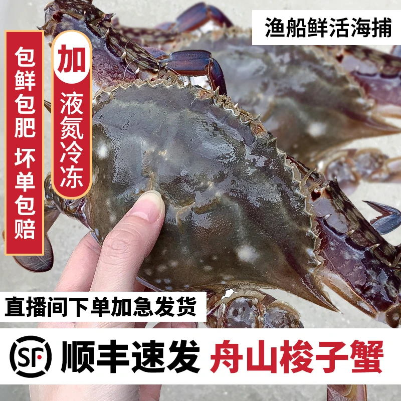 舟山鲜美梭子蟹大母蟹鲜活6-8两10只特大螃蟹水产6斤飞蟹【冻蟹】