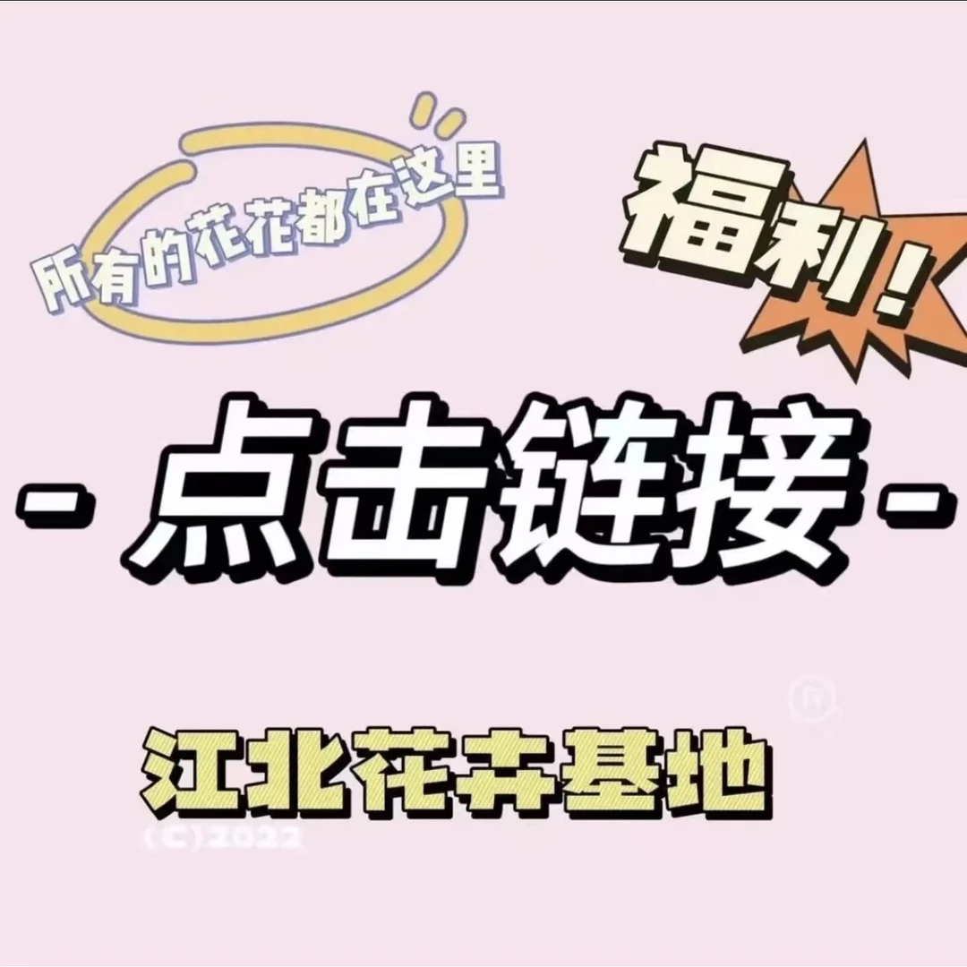 （满天星棒棒糖）花卉基地现场直拍改价链接