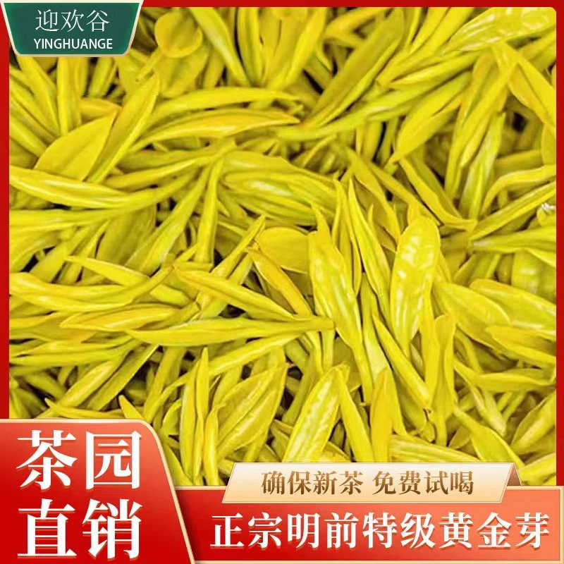 迎欢谷2024【新茶5A款】精选明前头春头芽头采黄金芽