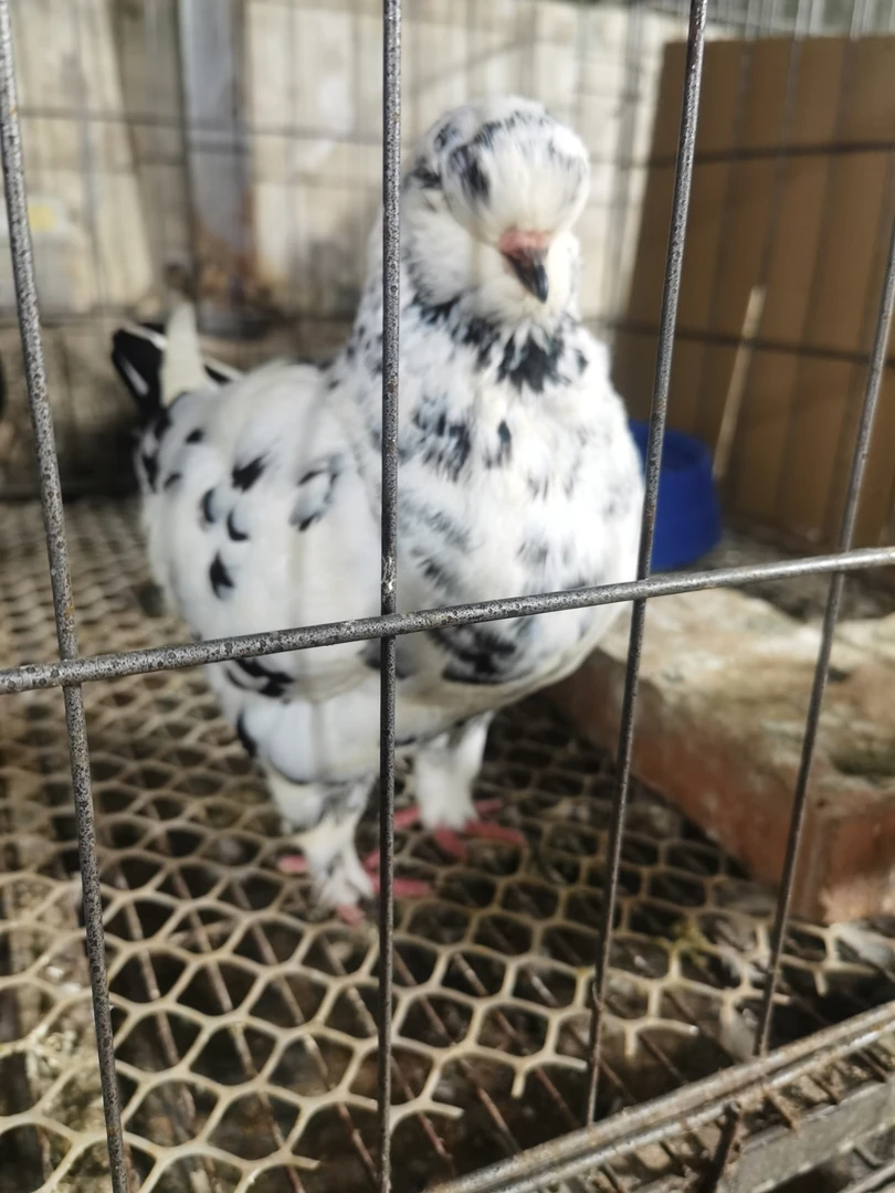 圆环元宝，摩登观赏鸽。