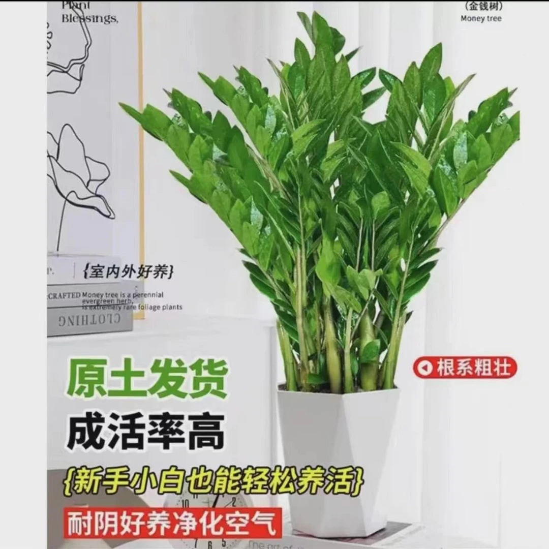 金钱树摇钱树70-80公分净化空气植物客厅绿植办公室内盆栽