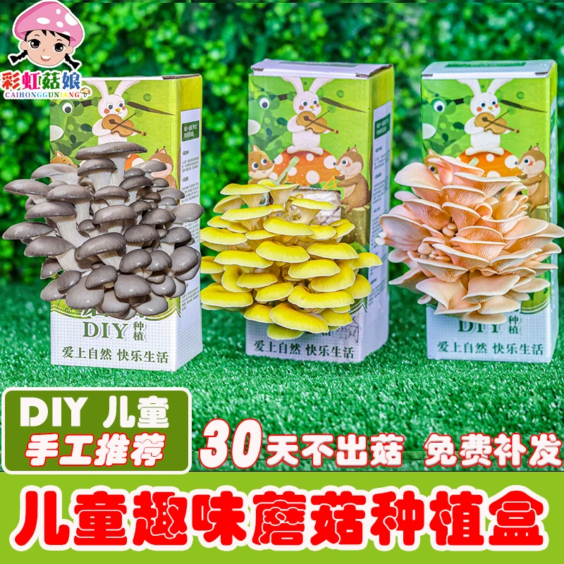 蘑菇盒子diy蘑菇菌包平菇菌种食用菌家庭种植儿童礼品菌菇包植物