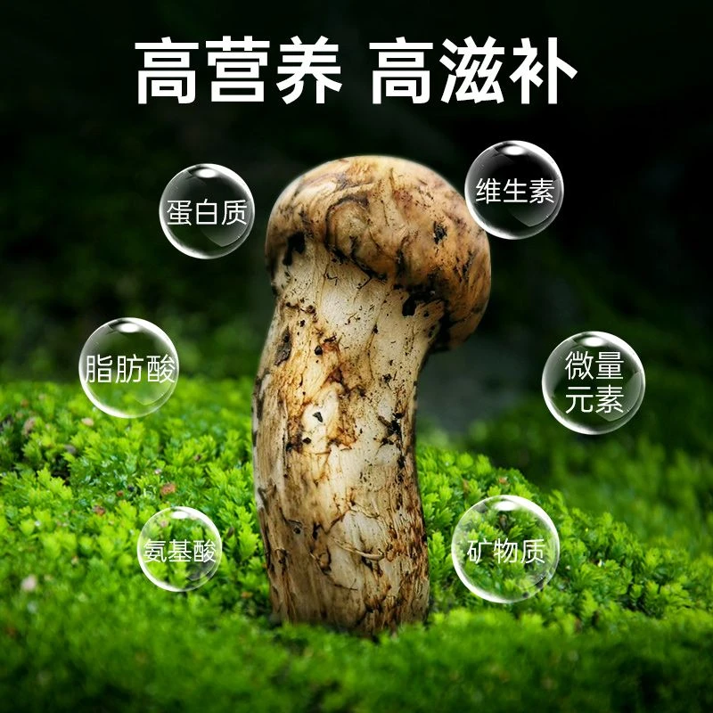 【优选级】云南香格里拉产地新鲜采摘天然食用松茸菌（煲汤推荐）