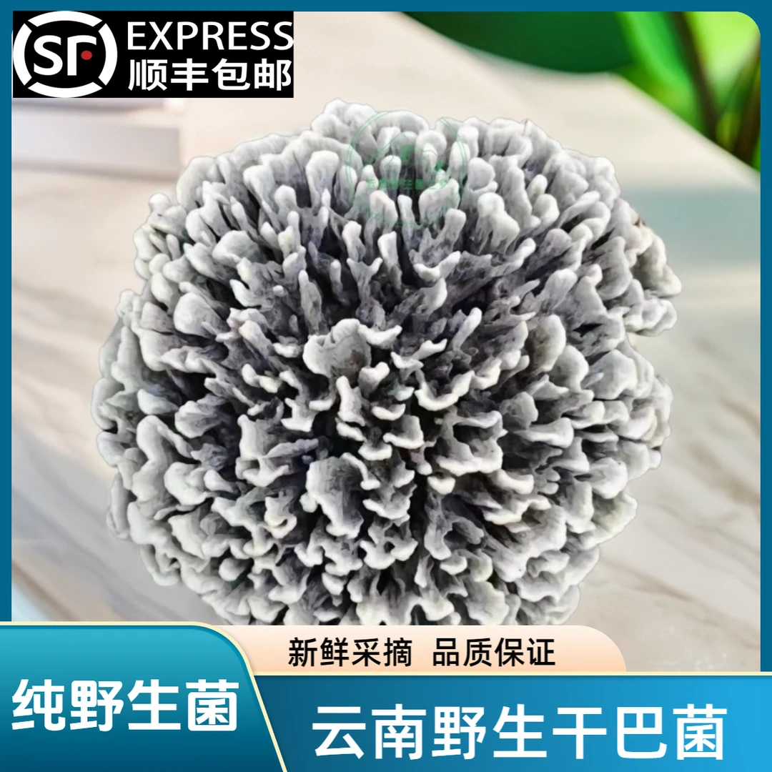 【菌宝园专属】云南纯野生干巴菌200g/400g/800g