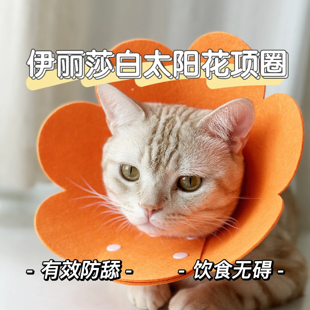 伊丽莎白圈狗狗猫咪项圈脖套绝育防舔防咬耻辱圈宠物头套头罩用品
