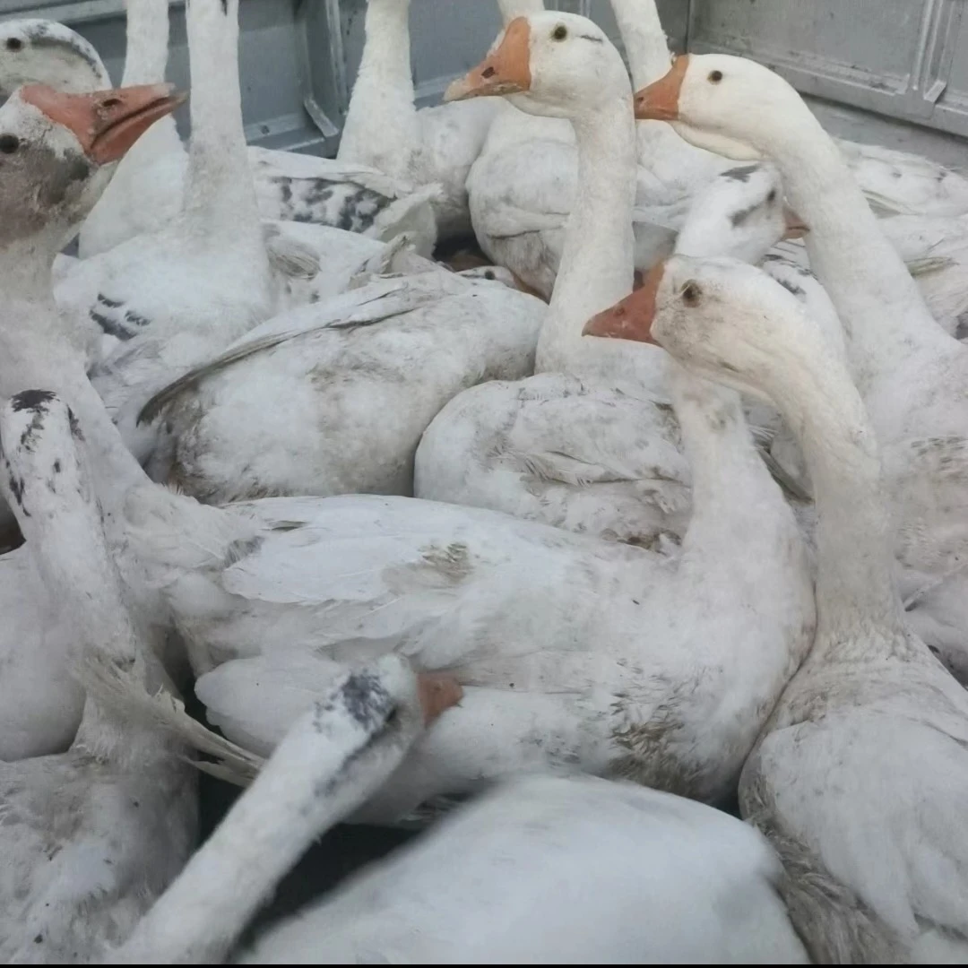 东北农家散养大白鹅