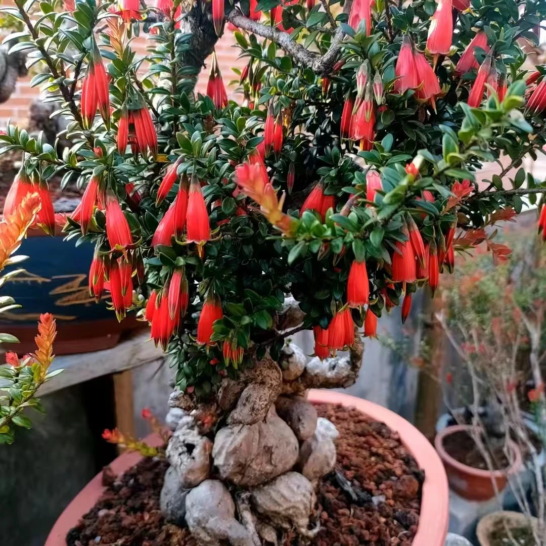 红花米叶五翅莓开花结果