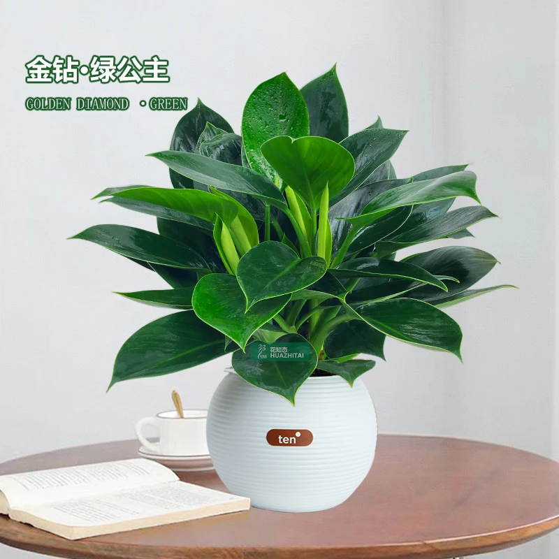 【大叶金钻蔓绿绒】室内桌面懒人季节绿植盆栽好养护花卉美观植物