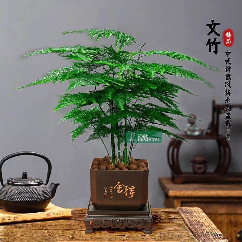 【文竹】古风室内办公室书桌面盆栽懒人好养易活绿植物美化养护