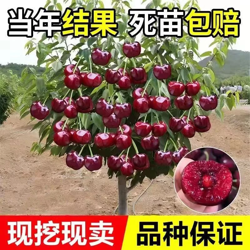 【车厘子大樱桃嫁接桃树苗种植当年结果