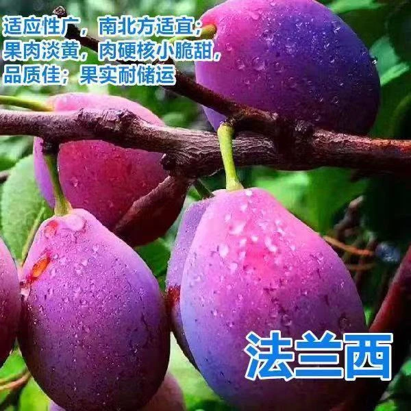 【买一送一】嫁接西梅女神法兰西西梅当年结果
