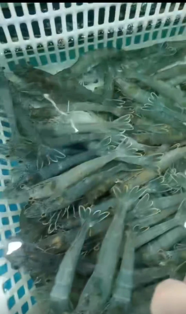 鲜活海白虾99/3斤