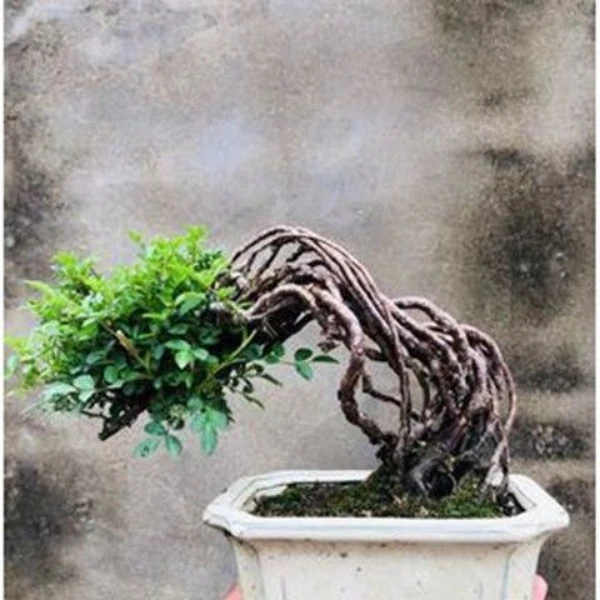 姬蔷薇精品提跟开花盆栽小品盆栽植物办公桌庭院美观日本观花品种