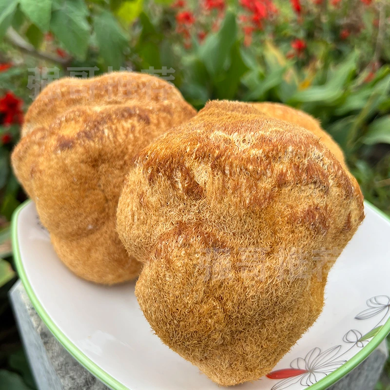 长白山原产地 猴头菇 净重250克