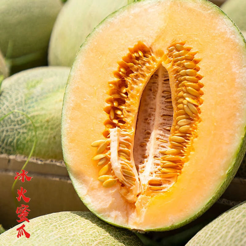 新疆哈密瓜 特别甜皮薄肉厚多汁 正宗好吃新鲜采摘 西州蜜25号