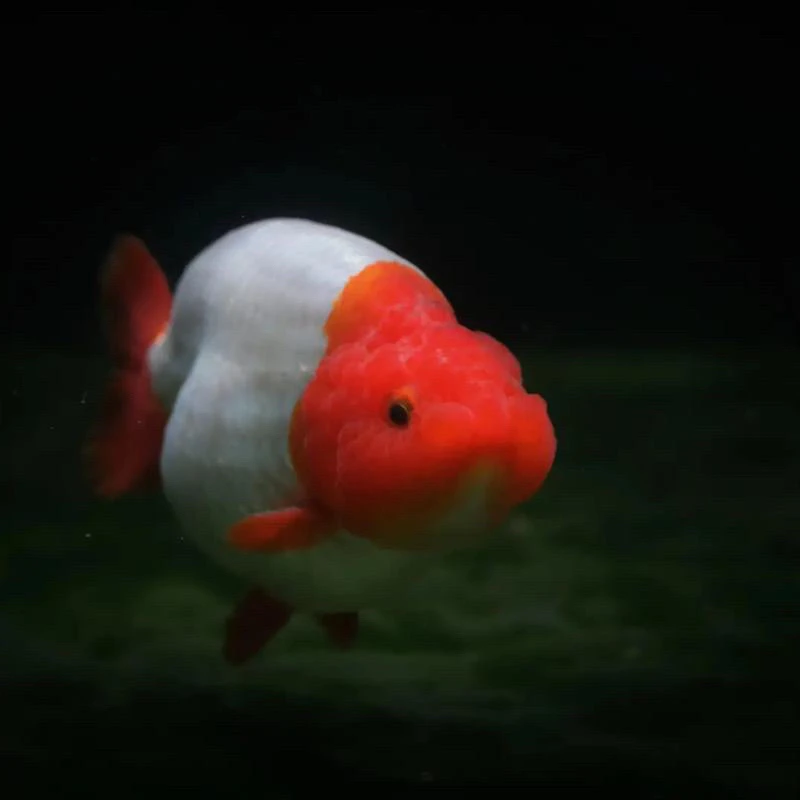 【500~1000链接】兰寿泰狮观赏鱼直播实物挑选（无开箱视频不予售后）