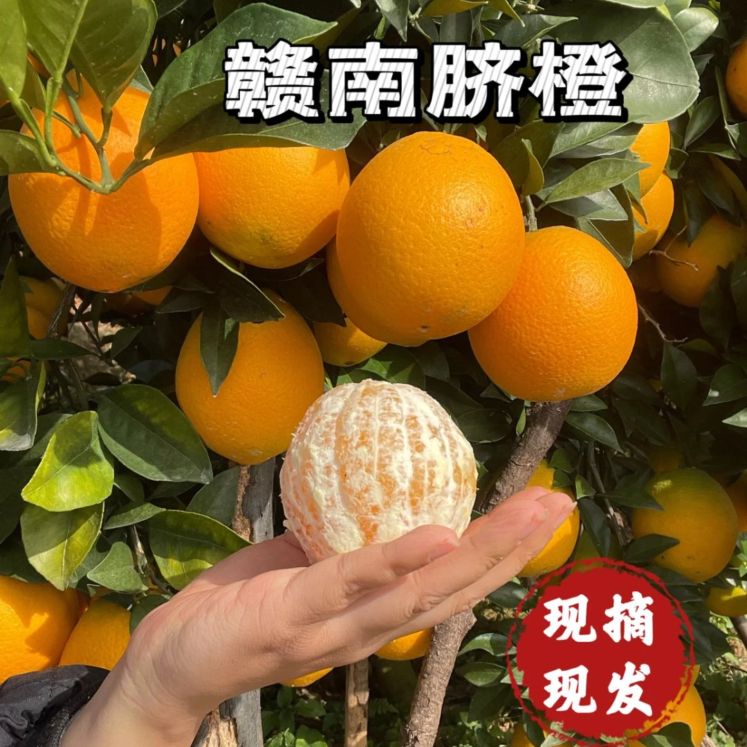 江西正宗赣南脐橙新鲜应季现摘现发孕妇水果橙子5斤/10斤包邮