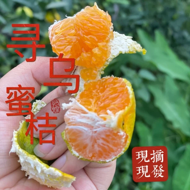 江西赣南寻乌蜜桔青皮蜜桔现摘现发皮薄多汁孕妇应季水果3斤包邮
