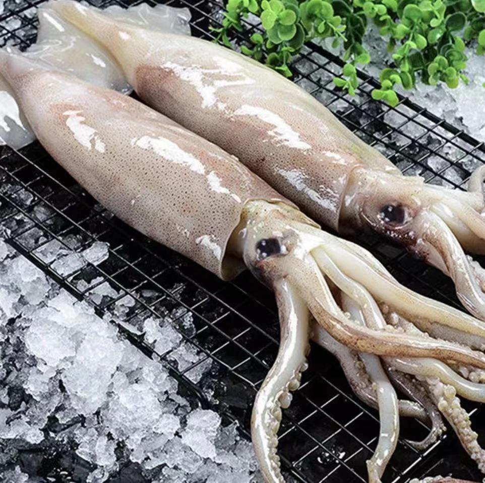 海捕大鱿鱼 速冻锁鲜 原浆大鱿鱼 到手8斤  冷链发货 肉质紧实
