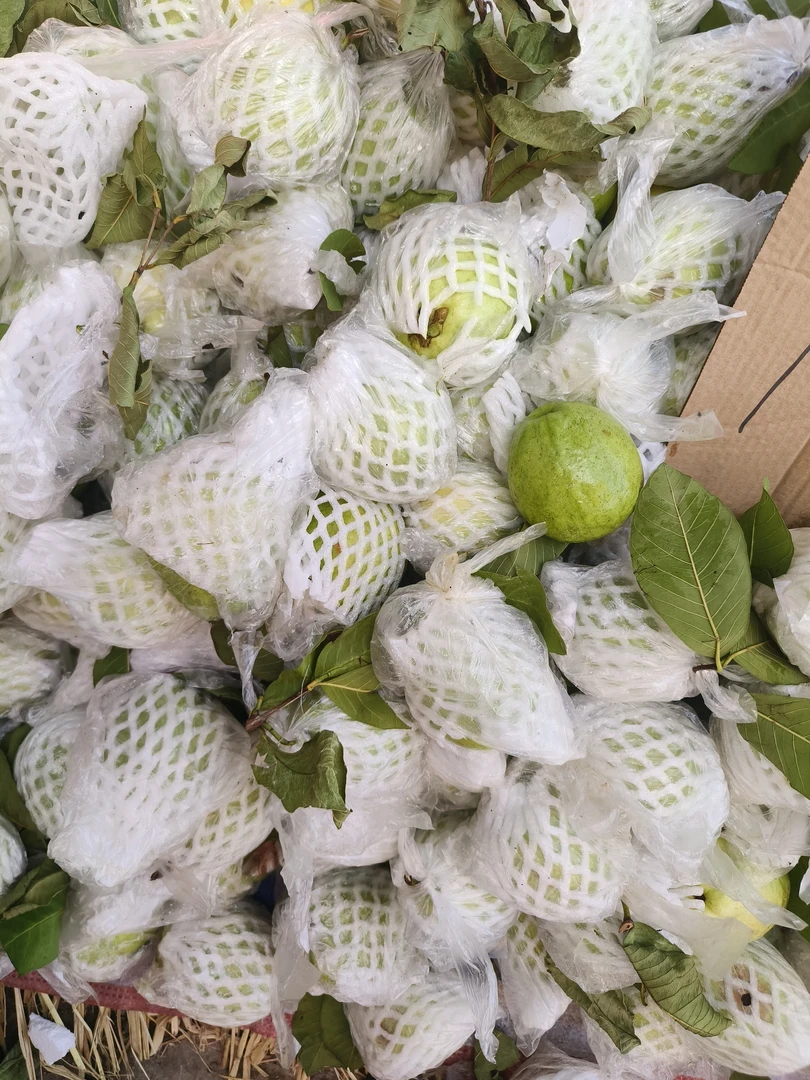 番石榴