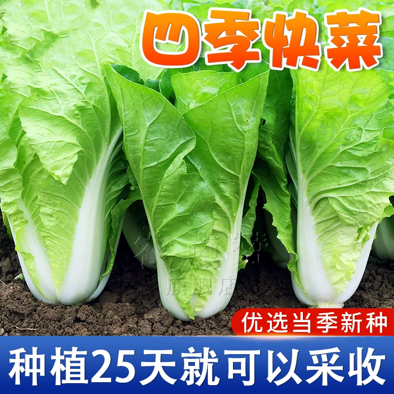 【速生快菜种子】早熟有机种子高产四季简单易种蔬菜小白菜种子