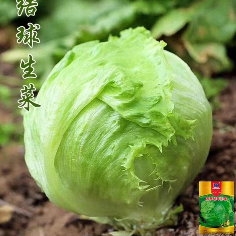 结球生菜甜脆汉堡生菜种子脆嫩爽口生吃生菜种籽盆栽四季蔬菜种子