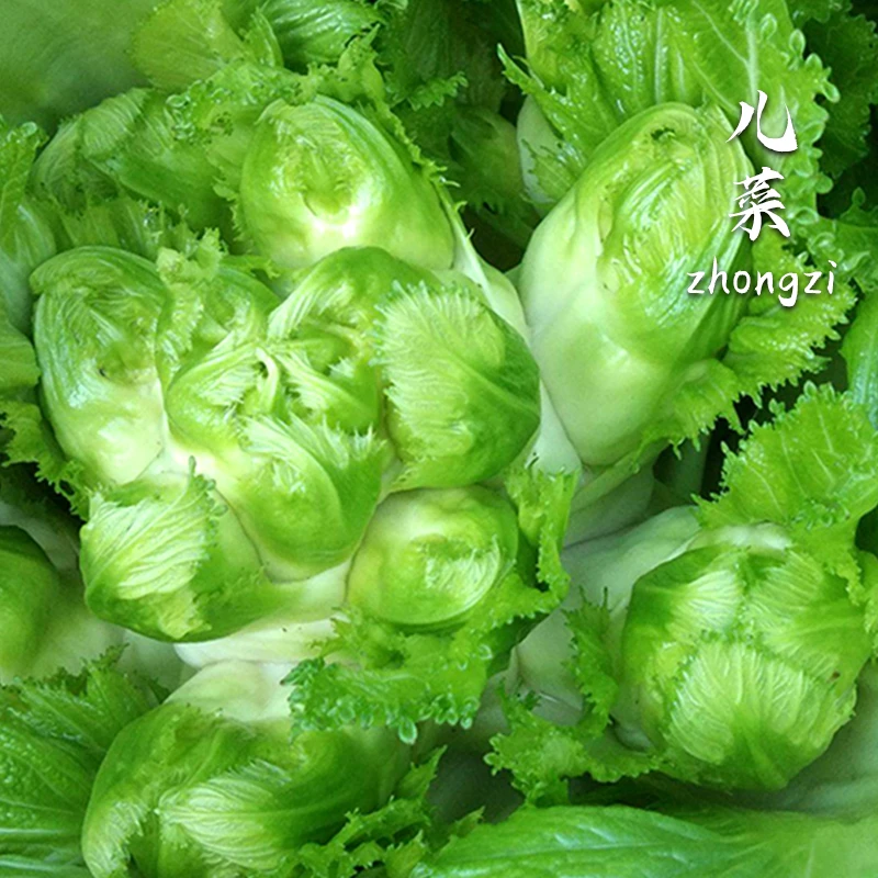 四川儿菜种籽早熟阳台盆栽庭院种植耐热耐寒高钙儿菜蔬菜种子