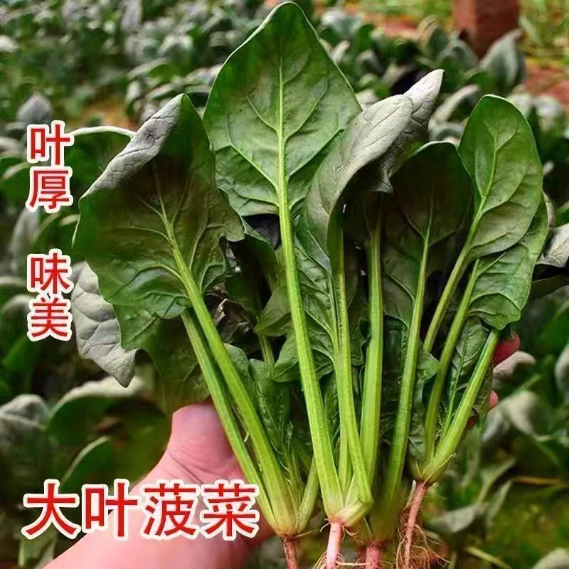 大叶菠菜种子耐热夏季种籽菠菜种籽春秋冬四季农家蔬菜菠菜籽菜子