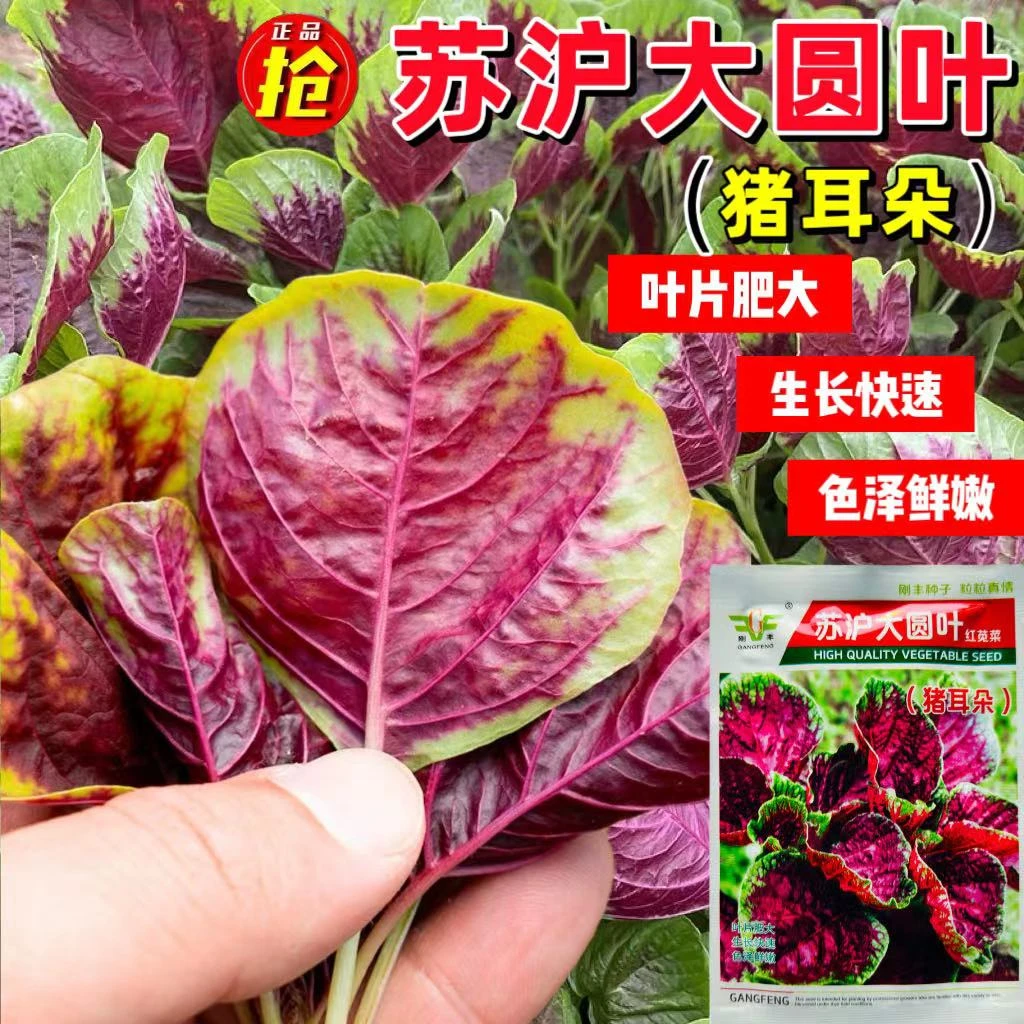 苏沪大圆叶红苋菜种子籽耐低温早熟圆叶红苋菜厚肉春秋农田高产