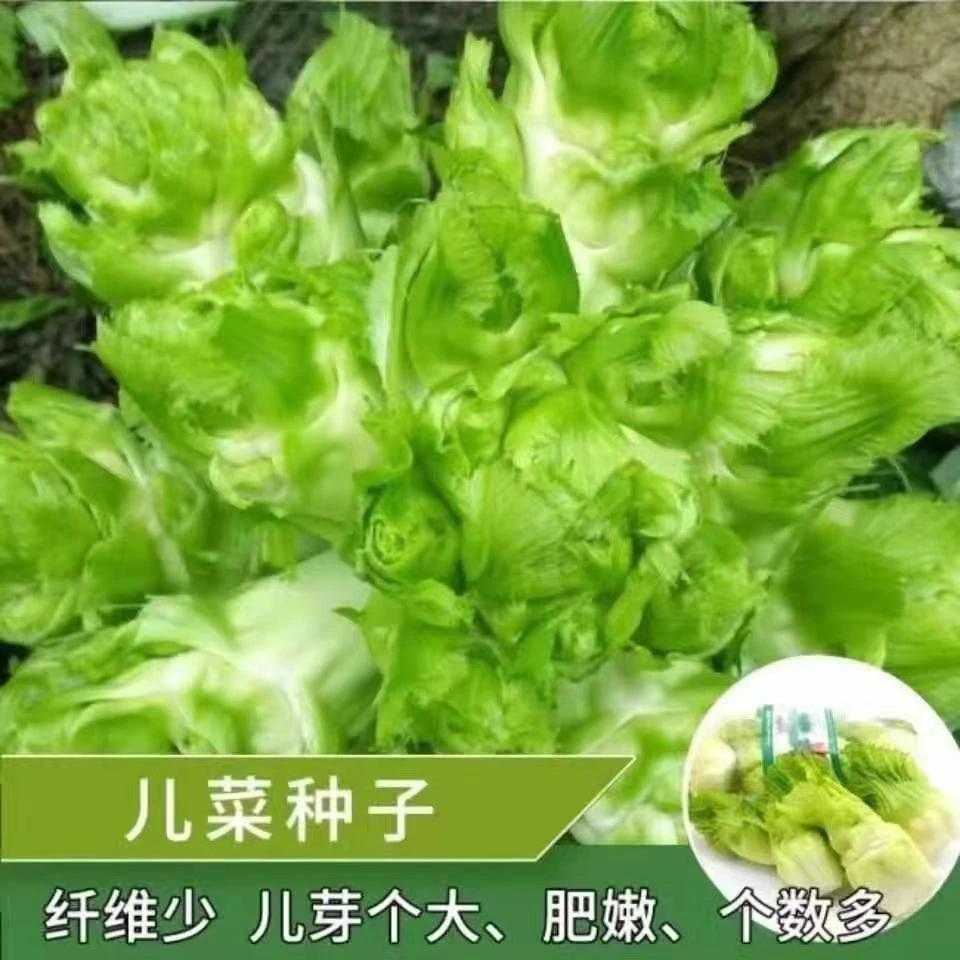四川儿菜种子四川特产四季播娃娃菜抱子芥菜秋季四季播种蔬菜种子