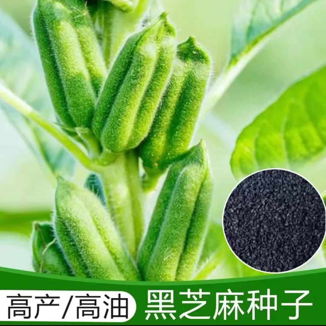 【黑芝麻种子】高产矮杆春季优质早熟矮脚油农家黑芝麻种子当季