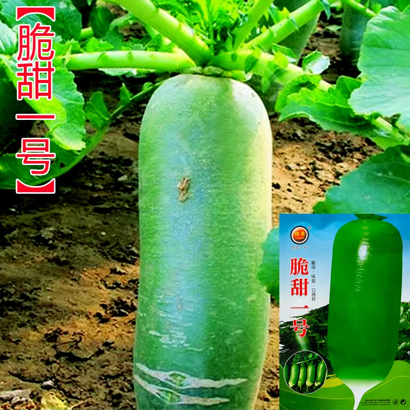 四季水果萝卜种子