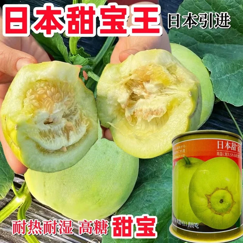日本甜宝甜瓜种子薄皮超甜香瓜种籽农家小菜园大田早熟甜宝种子