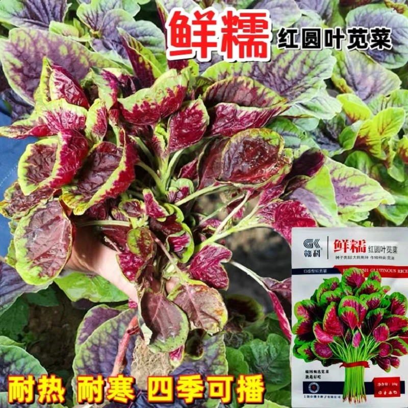 鲜糯红圆叶苋菜种子籽耐热四季高产汉菜种孑阳台盆栽速生蔬菜种子