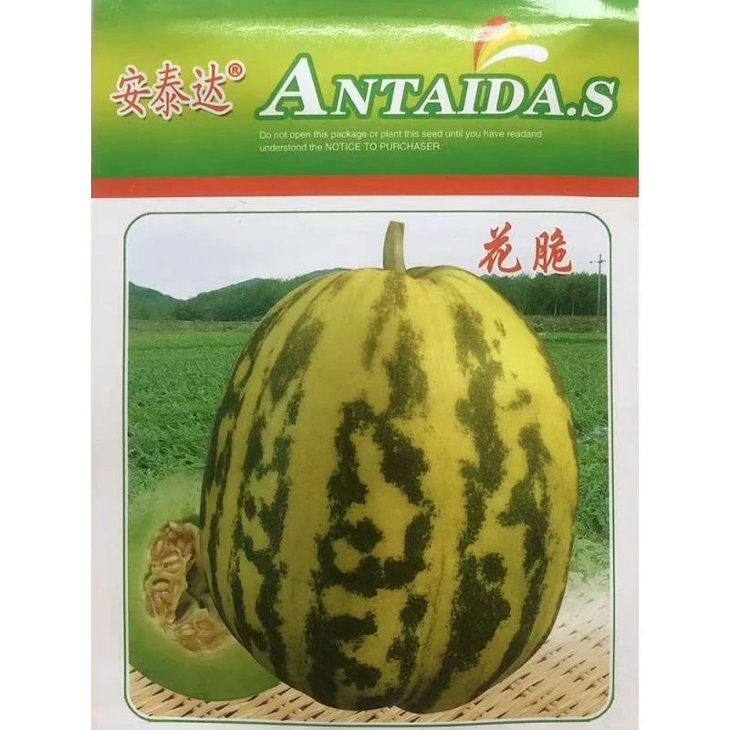 花脆八里香甜瓜种子 香甜香瓜种籽 甜瓜种孑春夏季播蔬菜水果瓜果