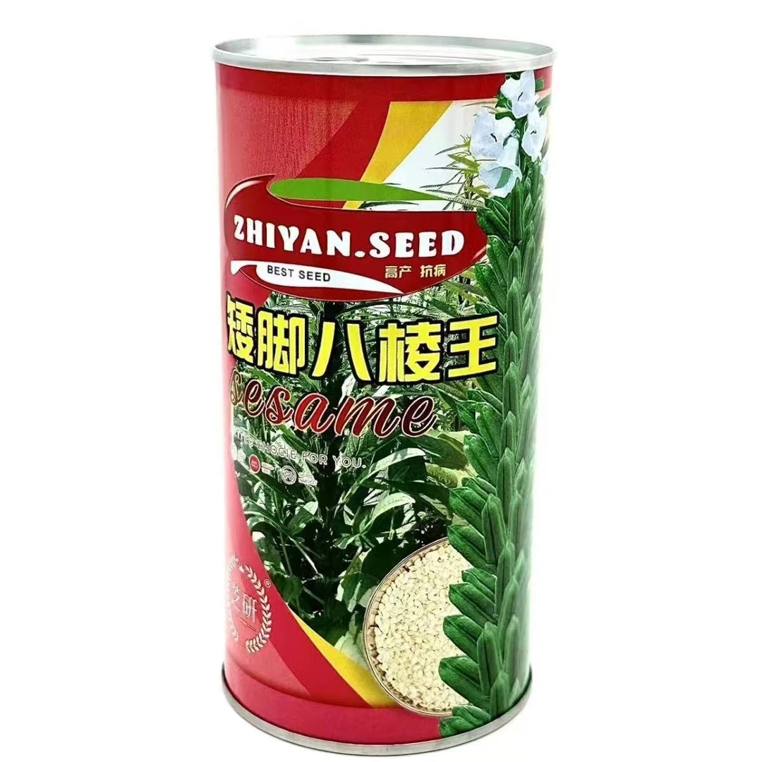 芝研矮脚八棱王白芝麻种子黄杆黄朔单杆型抗病高产含油高大田种孑