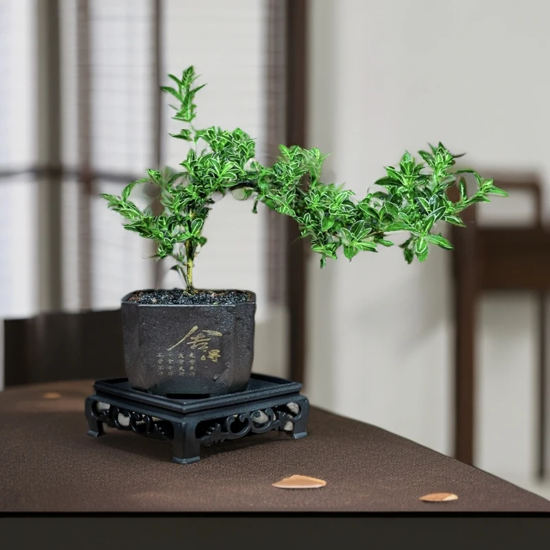 金边飘枝六月雪盆景室内绿植好养桌面盆栽客厅办公室茶桌禅意摆件