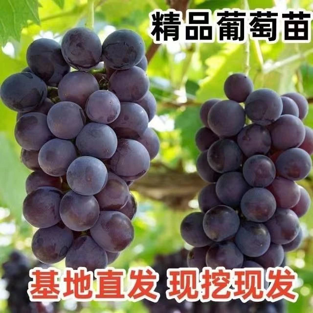 阳光玫瑰，巨峰，提子葡萄苗