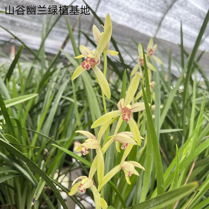 山谷幽兰兰花铁骨红心带花苞四季兰浓香耐寒室内阳台绿植花卉盆栽