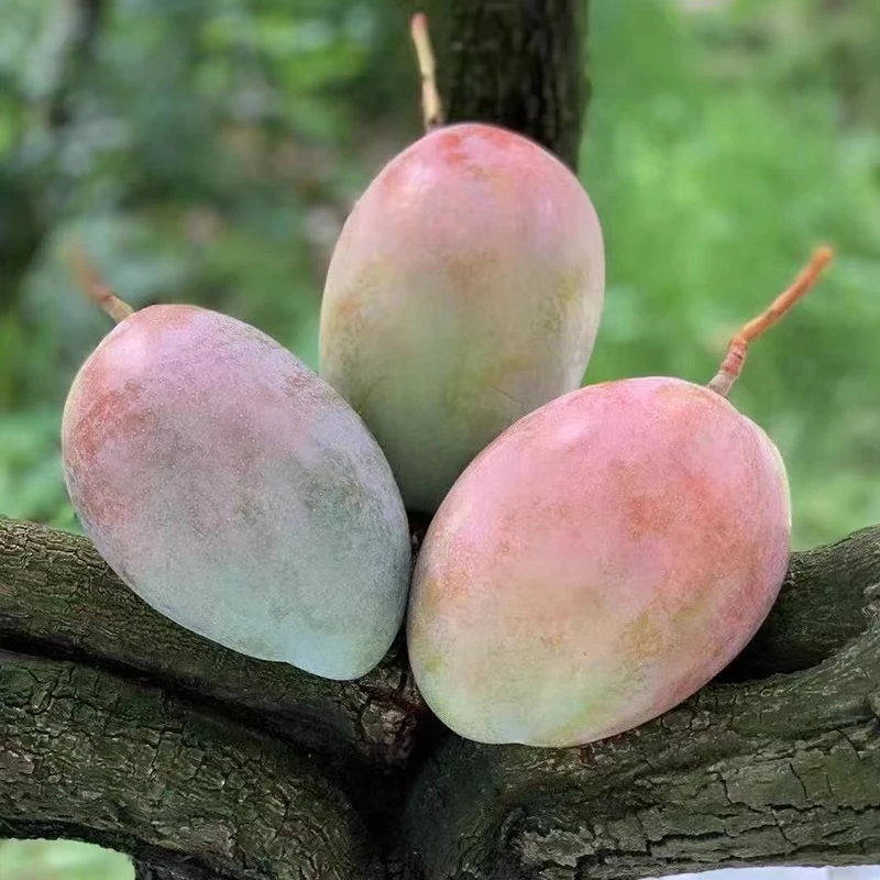 【礼盒装】四川攀枝花凯特芒果新鲜应季水果5/9斤装香甜多汁