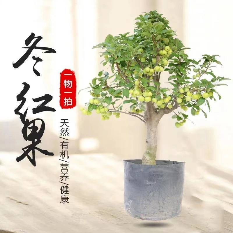 【抢 开业福利冬红果海棠】盆景造型老桩南北方观花观果长寿海棠
