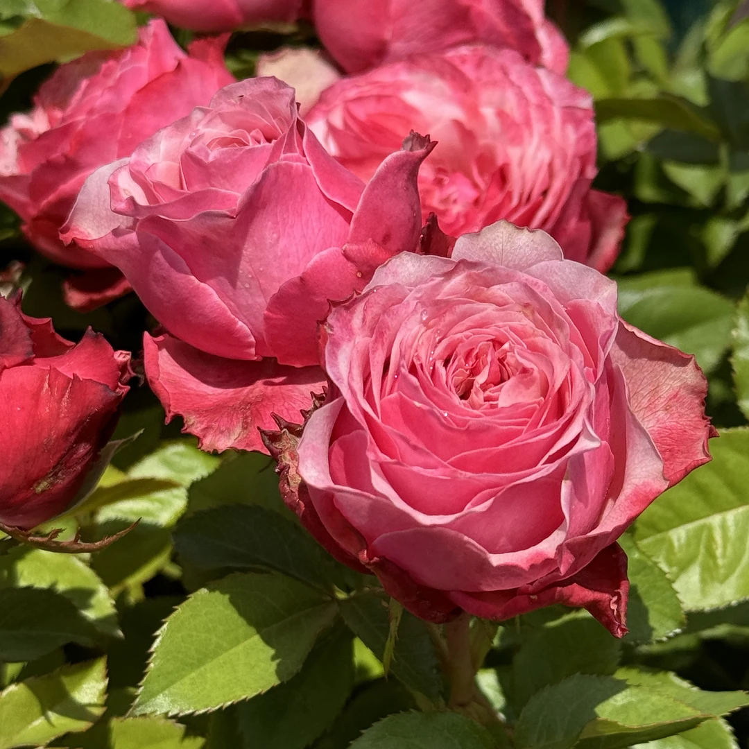 新品【伯利兹】耐热耐雨花期长 多头切花1加仑根接2.5L云南发货