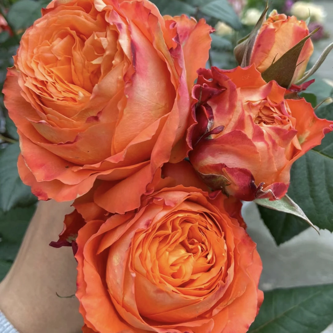 【橙色浪漫】2加仑精品大苗 耐热抗病高杯切花 云南发货