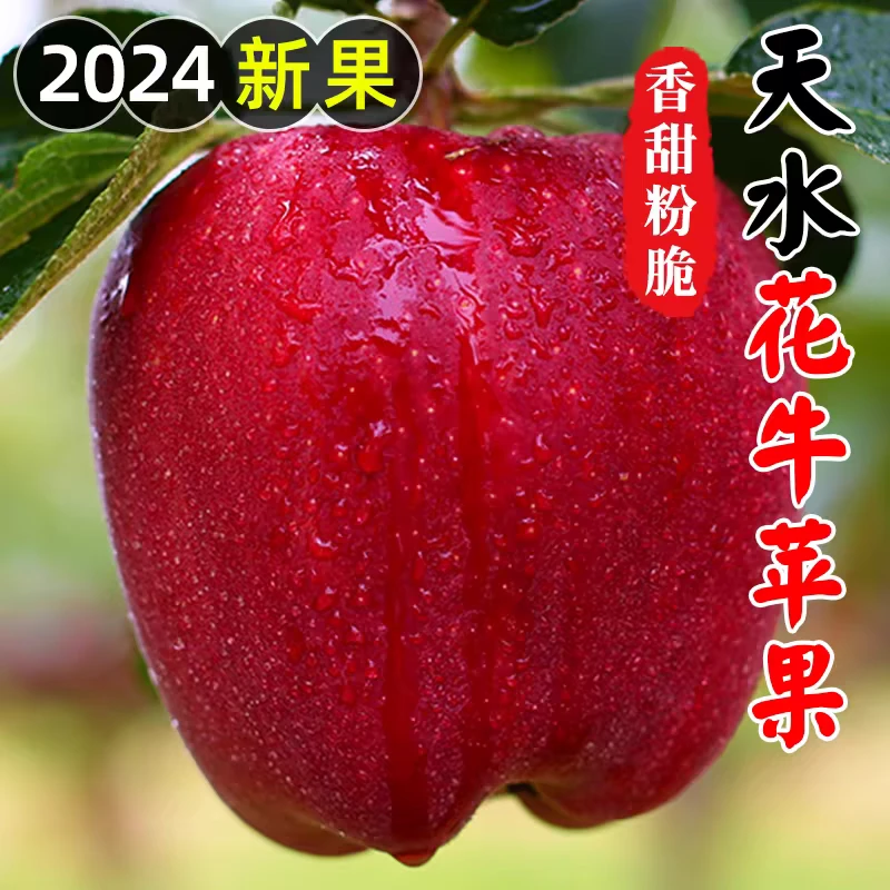 正宗甘肃天水花牛苹果可脆可粉脆甜当季新鲜水果