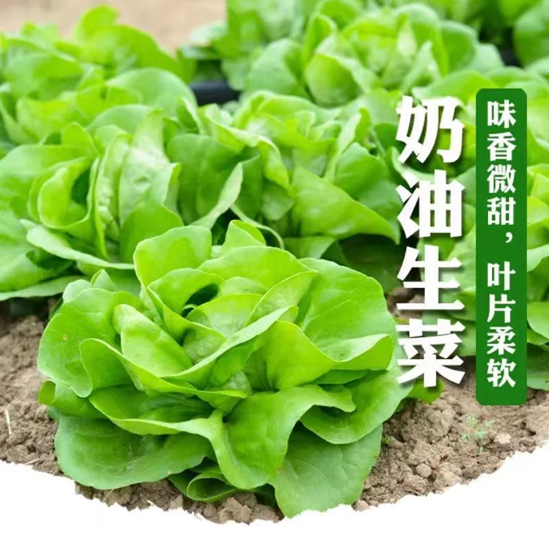 四季奶油生菜种子可生吃阳台盆栽四季播种耐热生菜籽农家蔬菜种子